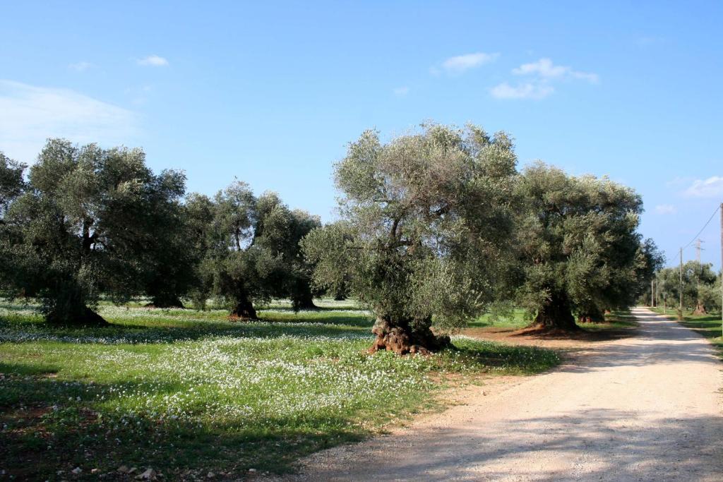 Masseria Morrone 오스투니 객실 사진